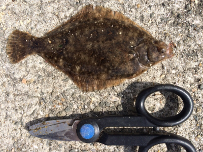 可愛いカレイとキロタコ