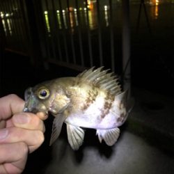 春分の日メバルゲット