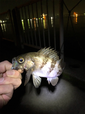 春分の日メバルゲット