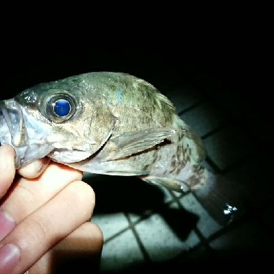 宇品島でメバリング！