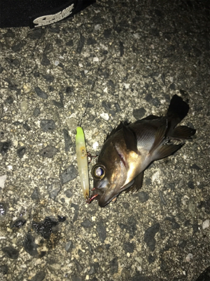 プラグも反応あり