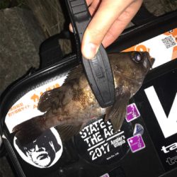 メバルを求めて④