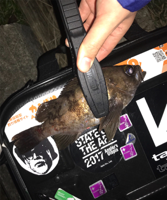 メバルを求めて④