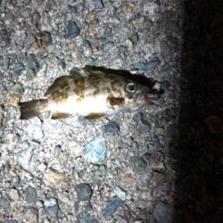 メバル釣り