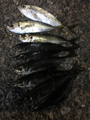 福井県アジング