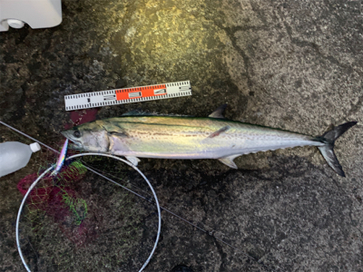 サワラとメバルGET