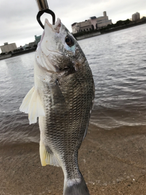 バイブレーションキビレ連日！