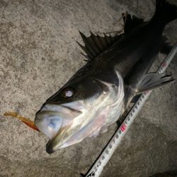 久しぶりのシーバス