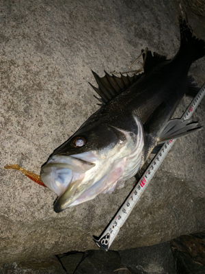 久しぶりのシーバス