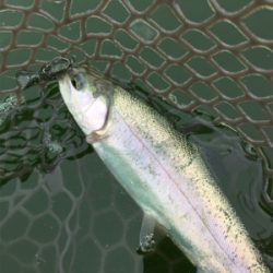 エリアトラウト