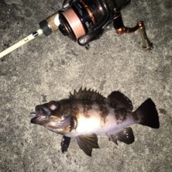 久し振りにメバルの顔が見れました