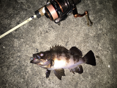 久し振りにメバルの顔が見れました