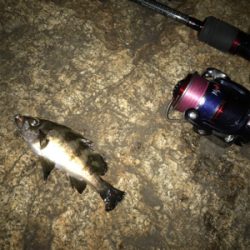 メバル、ガシラに癒される(^.^)