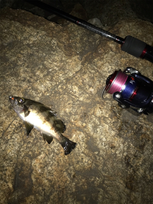 メバル、ガシラに癒される(^.^)