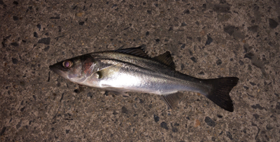 アジじゃない！