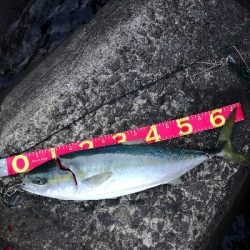 朝マズメメジロ