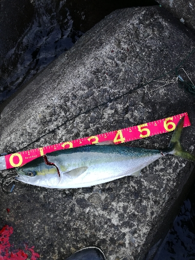 朝マズメメジロ