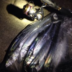 小さなナブラが各所で‼︎