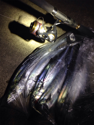 小さなナブラが各所で‼︎