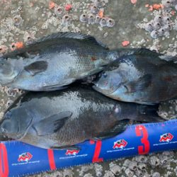 四万十市 沖磯 フカセ釣り