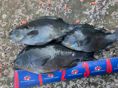 四万十市 沖磯 フカセ釣り