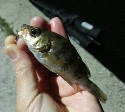 2019年3月24日in岐志漁港