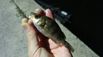 2019年3月24日in岐志漁港