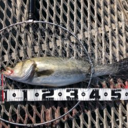 マイワシ回遊からのシーバス