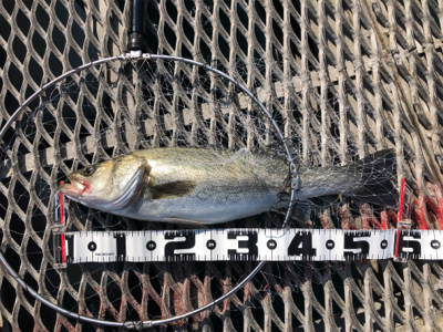 マイワシ回遊からのシーバス