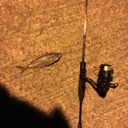 アジングのはずが