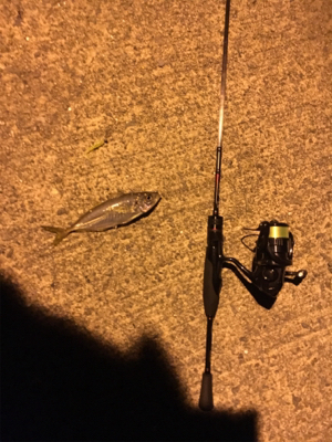 アジングのはずが