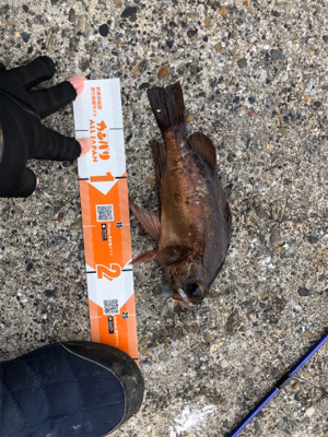 雨のライトゲーム