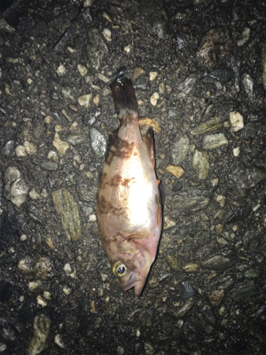 アジングとサビキ