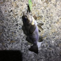 パッとしないサイズ…