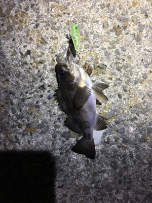 パッとしないサイズ…