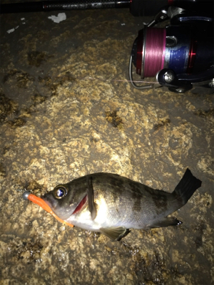 寒い中、3種目GET (^^)