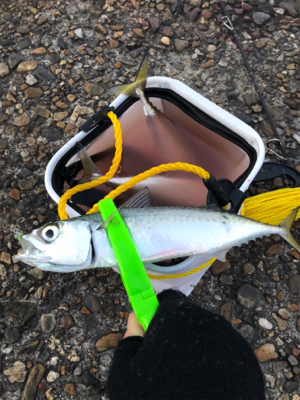 サバサバサバサバサバゲー