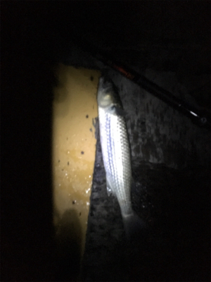 ドラグぎゅーーーん