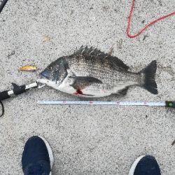 バイブレーションでチヌ