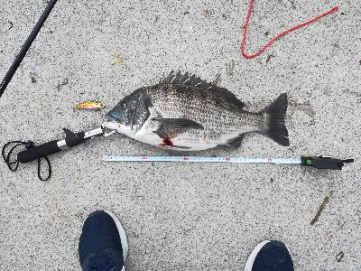 バイブレーションでチヌ