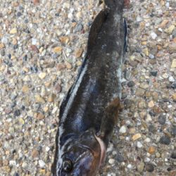 エビ撒き 活性高い!