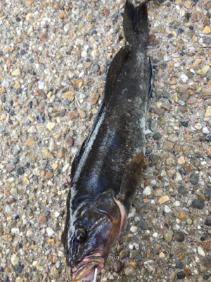 エビ撒き 活性高い!