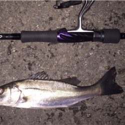 シーバスゲーム