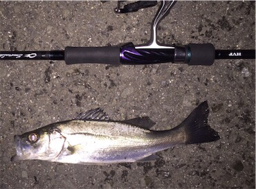 シーバスゲーム