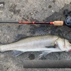 シーバス!船際リベンジ!