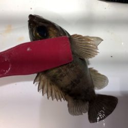 釣れるまで粘ってみる