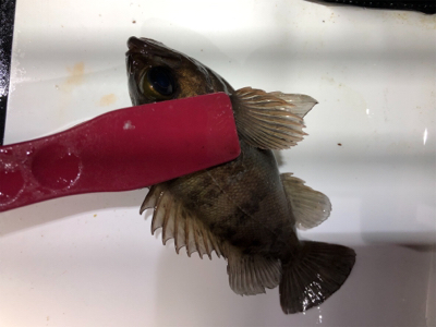 釣れるまで粘ってみる