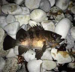 春告メバルに会えました