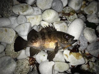 春告メバルに会えました