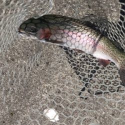 総合運動場栃木フィシングフィールド